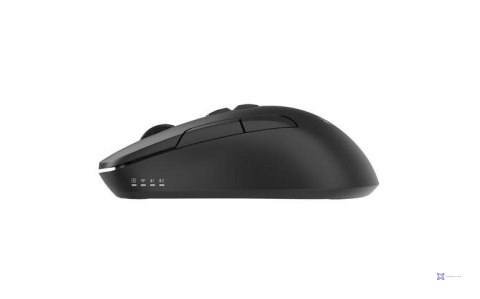 Mysz Gembird MUSW2-7B-01